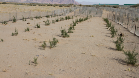 G7高速公路沿线沙漠生态治理项目